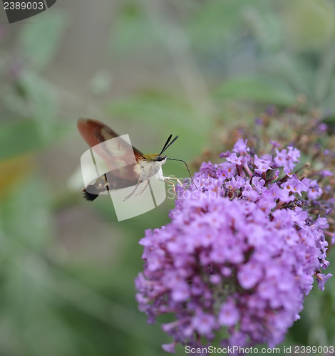 Image of  Hummingbird Moth