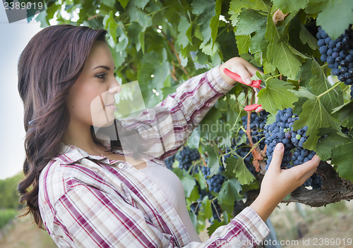 Image of Young Mixed Race Woman Harvesting Grapes in Vineyard