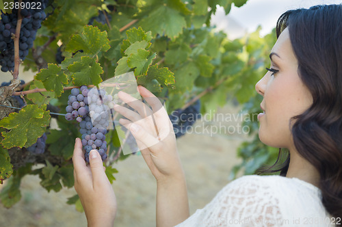 Image of Young Adult Woman Enjoying The Wine Grapes in The Vineyard