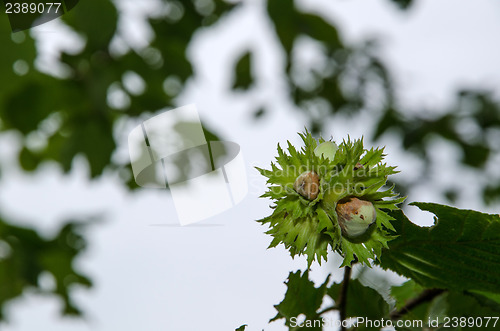 Image of Hazel nuts