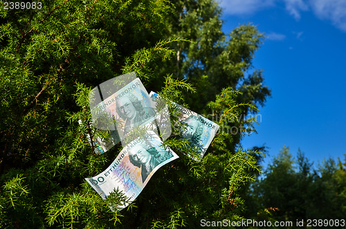 Image of Banknotes in a juniper