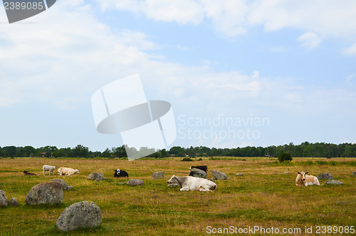 Image of Resting cows