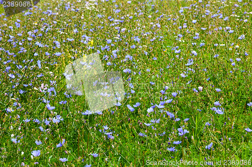 Image of Chicory field