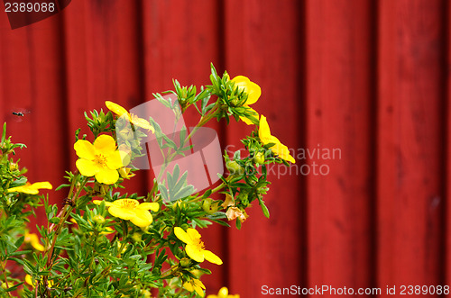 Image of Yellow flower