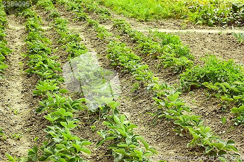 Image of Rows of green strawberry plants