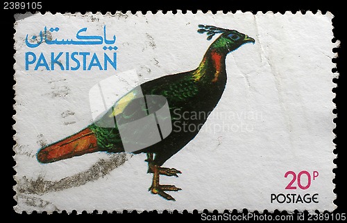 Image of Stamp printed by Pakistan shows Kalij Pheasant