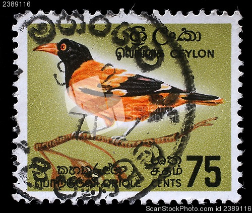 Image of Stamp printed in Ceylon shows Black-hooded Oriole - Oriolus xanthornus