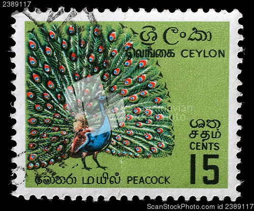 Image of Stamp printed in Ceylon (now Sri Lanka) shows image of peackok