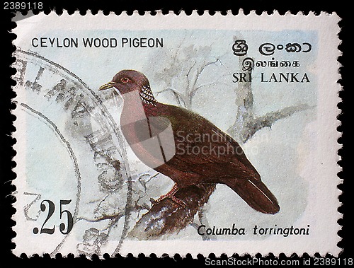 Image of Stamp printed in the Republic of Sri Lanka shows the Ceylon wood pigeon, Columba torringtoni