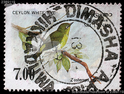 Image of Stamp printed in the Republic of Sri Lanka shows the Sri Lanka white-eye bird, Zosterops ceylonensis