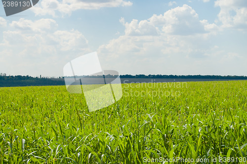 Image of Landscape green filed