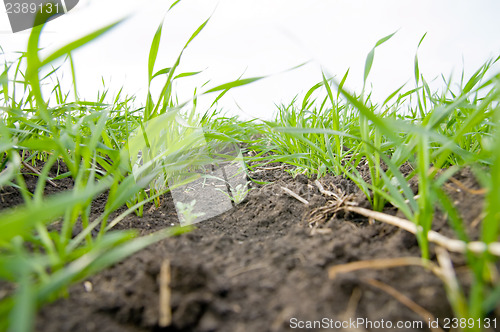 Image of fall wheat