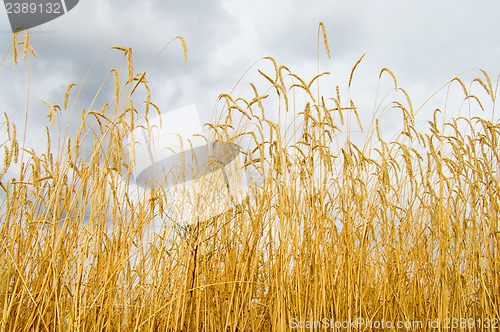 Image of ripe rye