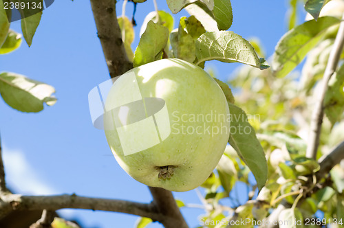 Image of harvest of ripe green apples on a branch