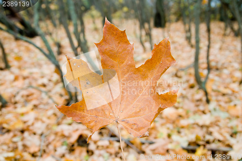 Image of leaf