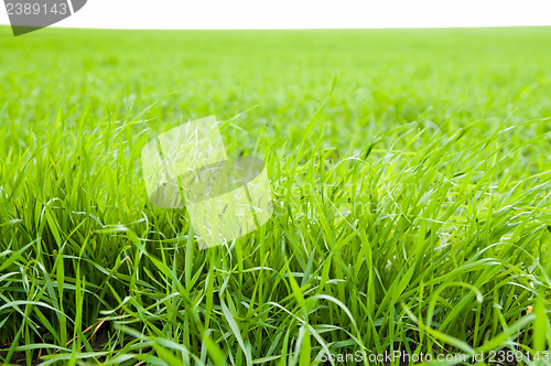 Image of green grass