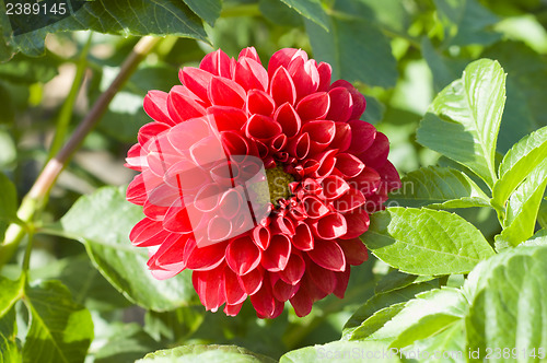 Image of red flower of dahlia in nature