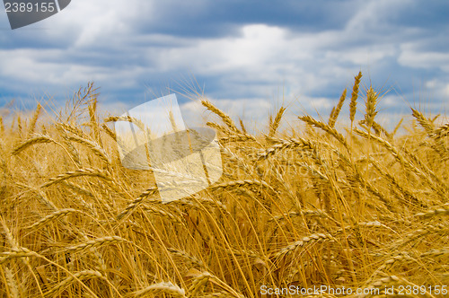 Image of field of ripe