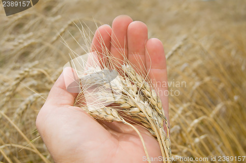 Image of cones in the hand over new harvest