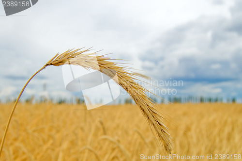 Image of ear of wheat