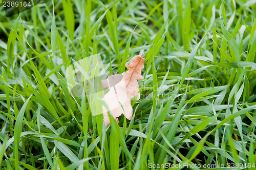 Image of single oak leaf