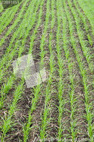 Image of winter crop