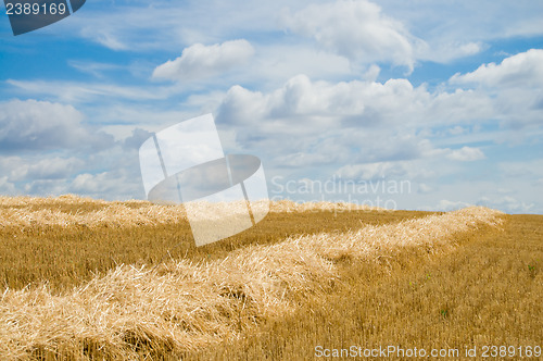 Image of yellow windrows at summer