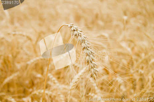 Image of one ear on the field