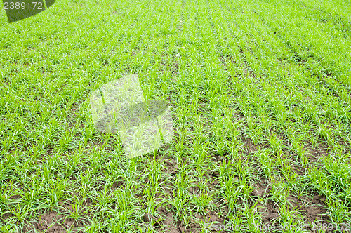 Image of fall wheat
