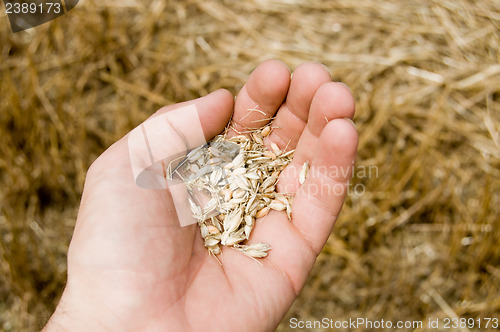 Image of cones in the hand over new harvest