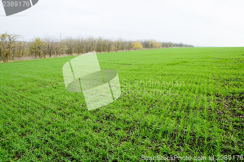 Image of winter field