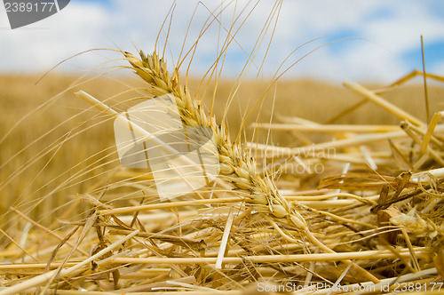 Image of windrows gold color close up