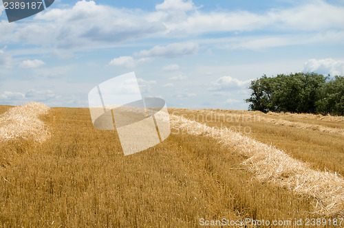 Image of windrows and trees