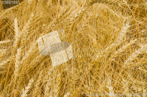 Image of harvest as gold background