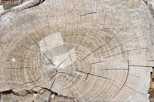 Image of old stump as background