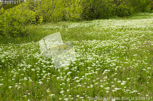 Image of green meadow at summer