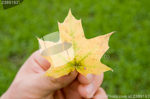 Image of maple leaf