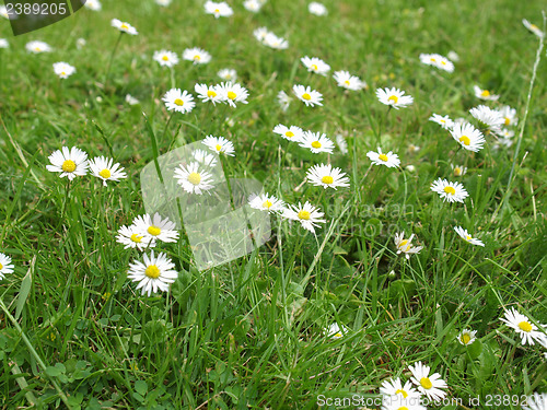 Image of Daisy flower