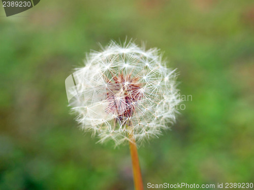 Image of Dandelion