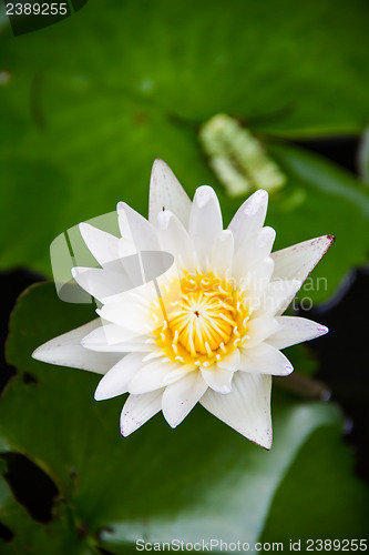 Image of White lotus flower blooming