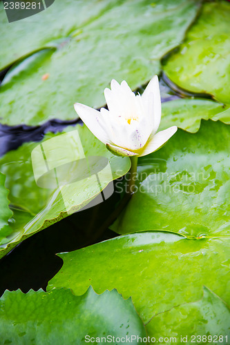 Image of White lotus flower blooming