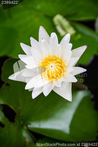 Image of White lotus flower blooming