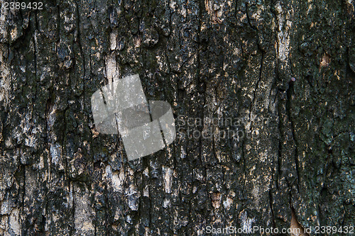 Image of Bark texture, tropical tree in the northeast of Thailand