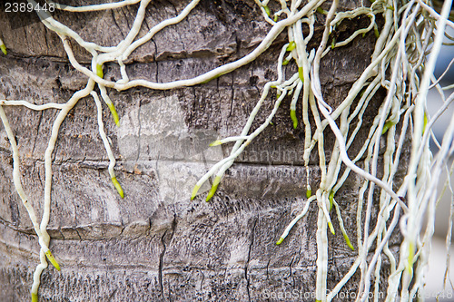 Image of Roots of orchids