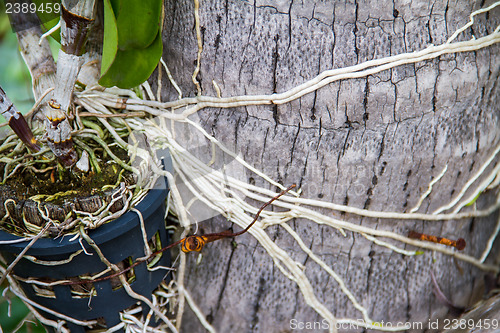 Image of Roots of orchids