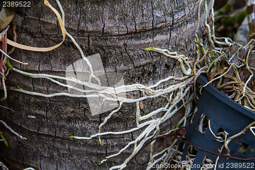 Image of Roots of orchids
