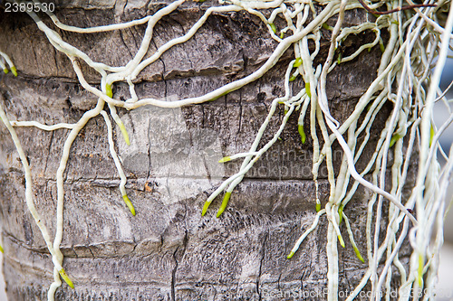 Image of Roots of orchids
