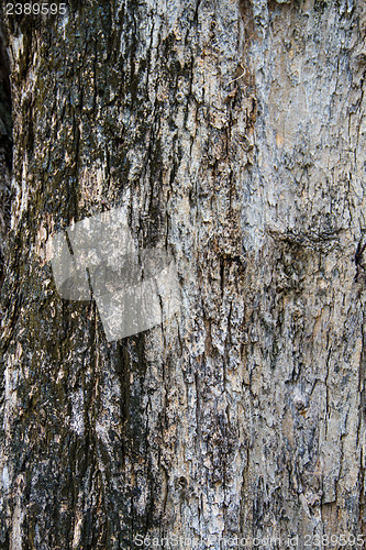 Image of Bark texture, tropical tree in the northeast of Thailand