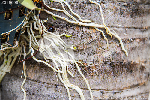 Image of Roots of orchids