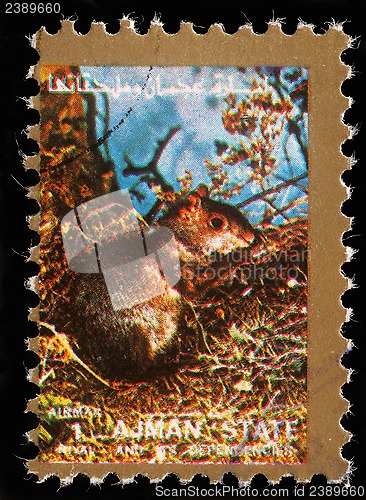 Image of Stamp printed by Ajman shows squirrel